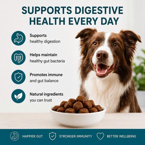 Listing graphic: daily digestive support — healthy digestion, gut flora, immune and gut balance.
